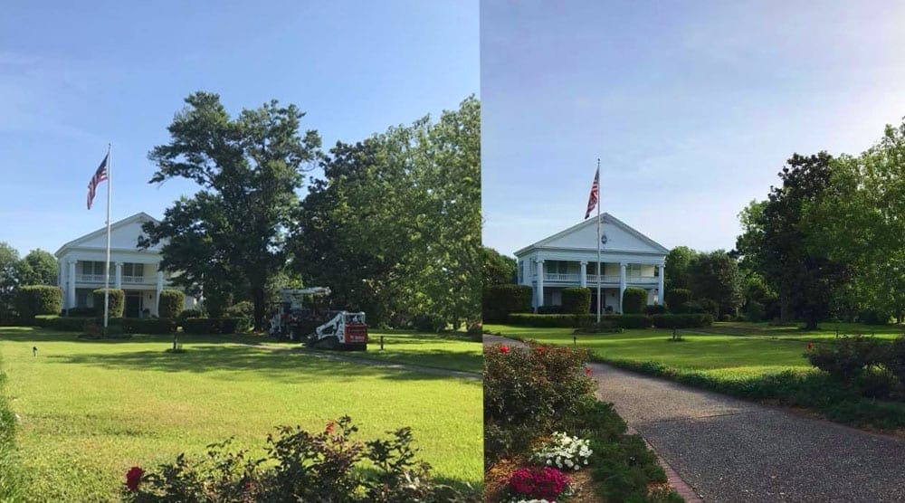 Bobcat Tree Work, LLC removed this tree from a beautiful old plantation here on the Gulf Coast.