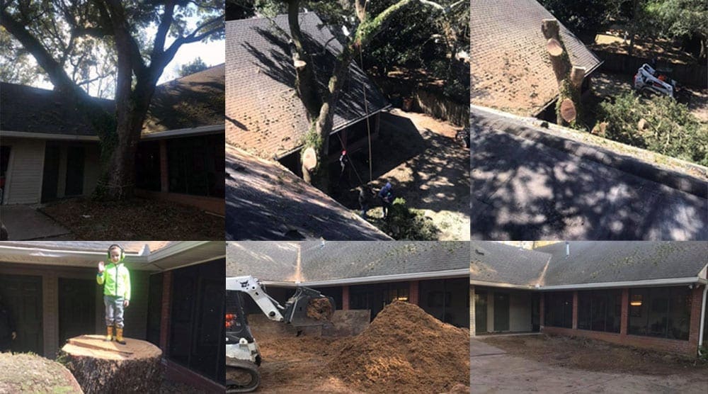 This tree was too close to the house causing damage to the roof and making the house too dark inside. Bobcat Tree Work, LLC removed it without a scratch, ground the stump, cleaned up the yard, and had made some friends in the process.